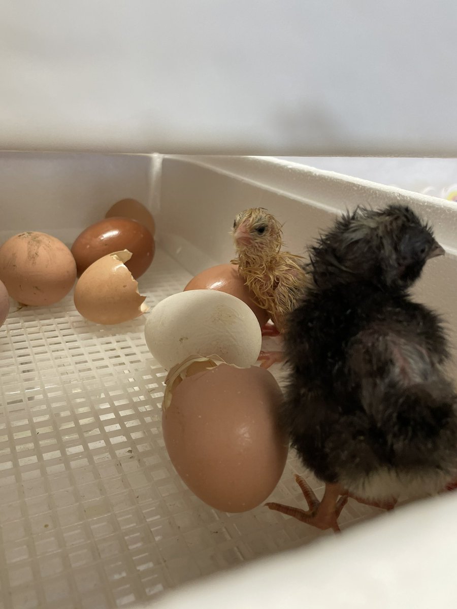 JamieAbare's tweet photo. ABC countdown.. C is for Chalk AND chicks!! Happy Hatch Day! @GlencliffEagles https://t.co/5mbocbGNOT