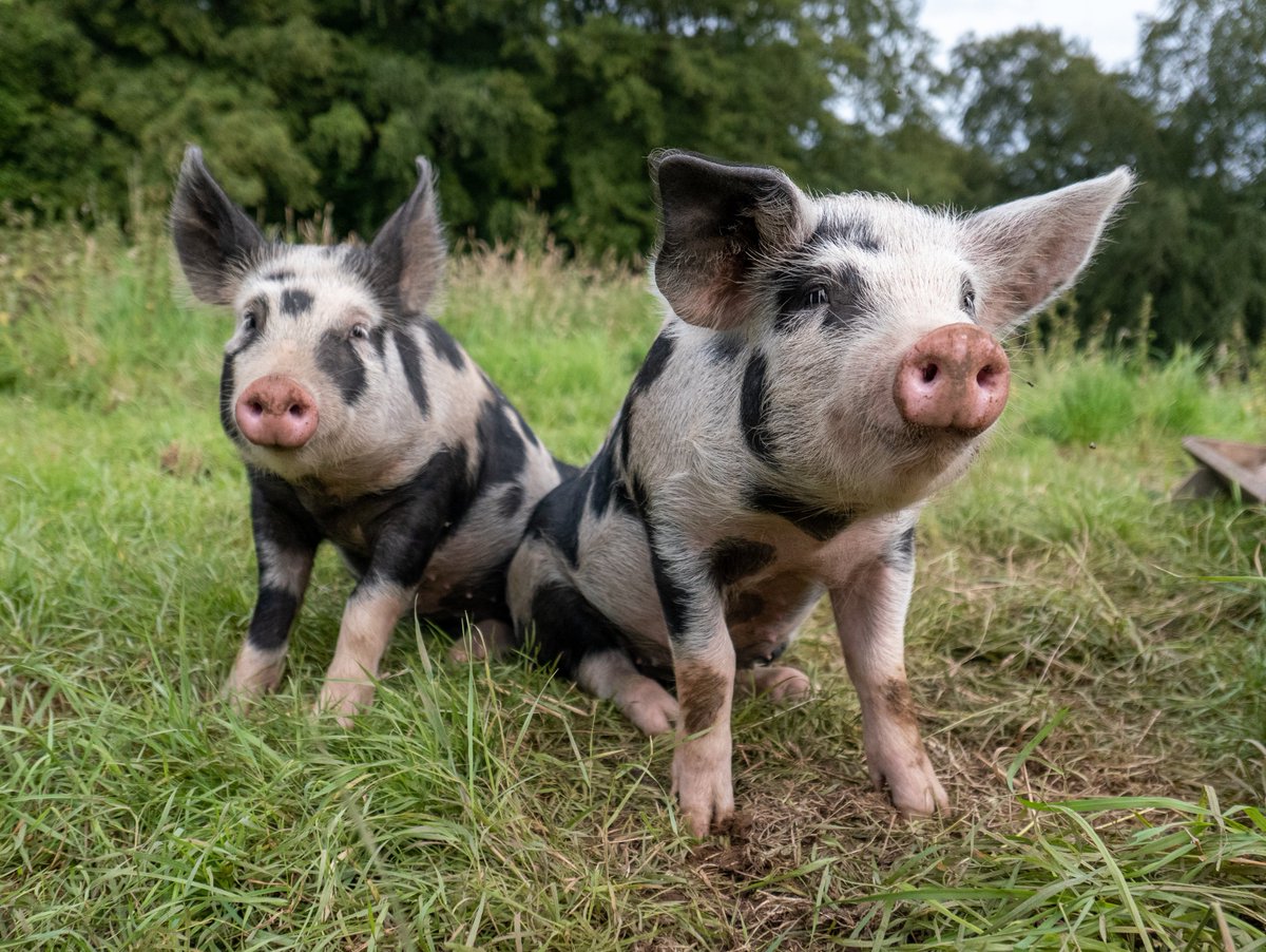 AnimalPlanet's tweet photo. You may have heard the phrase, “Sweating like a pig,” but that’s actually based off a myth! Pigs don’t have many sweat glands, which is why they roll around in the mud, to keep cool! 😎

📸: K Neville

#POTD #Pictureoftheday https://t.co/Qbna0SHXi0