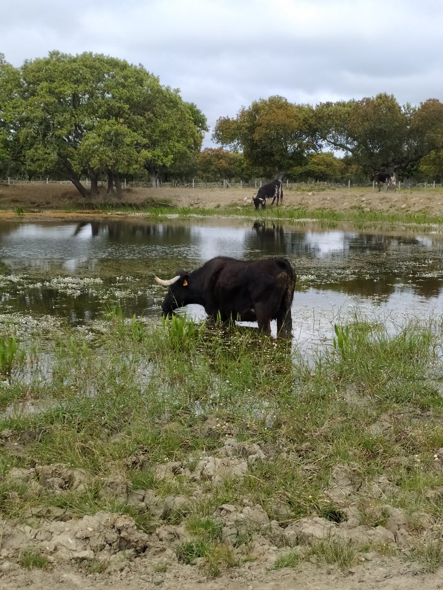 valdefresno's tweet photo. UN BUCHITO DE AGUA.
#valdefresno.
#toro #torobravo #faenascamperas #dehesa #charca #agua #vida #VidaYsalud #naturaleza #NaturePhotography #tauromaquia #salamanca #primavera #Madrid #Valencia #paraiso #campocharro #campobravo #tradicion #CulturaToros #CulturaSegura #ocio https://t.co/5tj83NT7rW