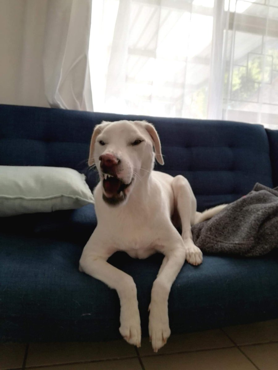 Dead Curious Podcast tweet media