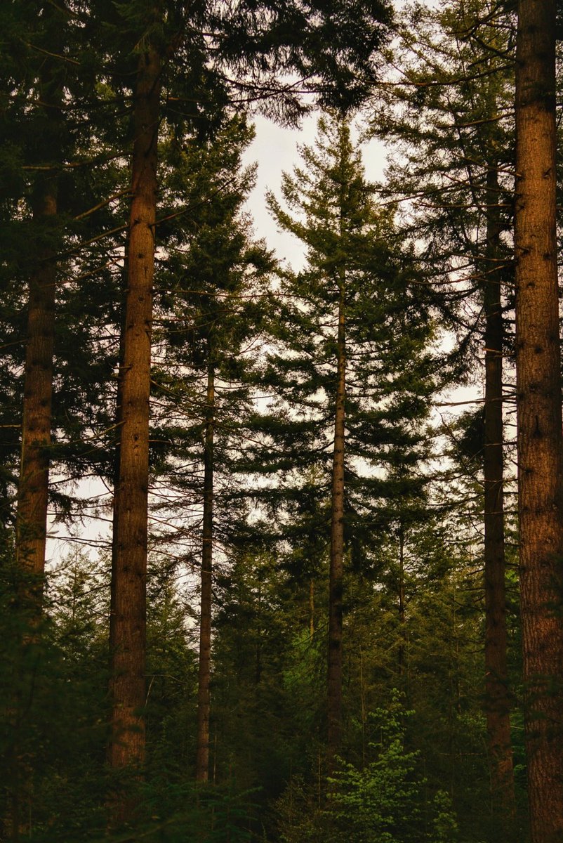 🌲🌲🌲 mood
#dendrophile #forestvibes #intothewoods #veluwe