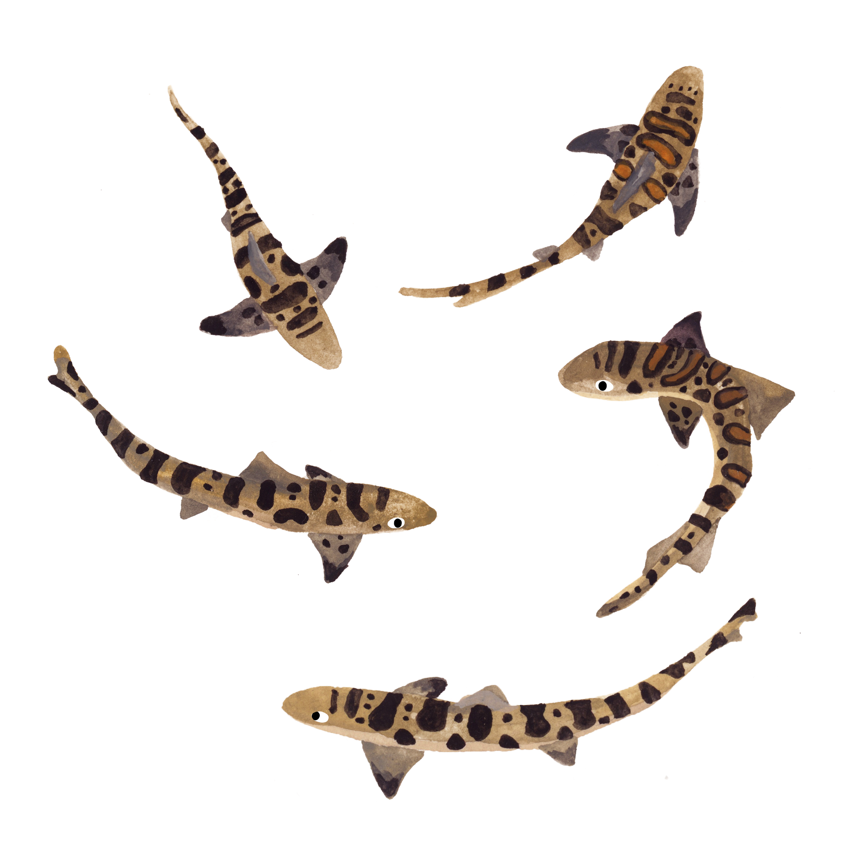 Gordy Wright on X: "Baby tiger sharks 🐅 ✨🦈 #illustration #kidkitart  #tigersharks https://t.co/vDbE3ea23f" / X