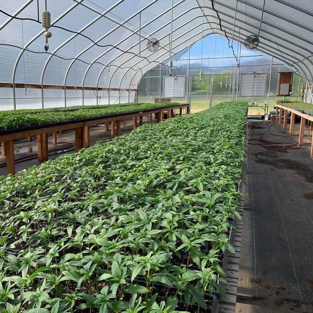 East_Fork_Farms's tweet image. Update from the East Fork Ranch: 20,000 CBD and CBG rich low-THC cannabis seedlings looking lovely. Almost all of these plants are cultivars we've bred over the past ~5 years.  
 
Also, we're producing native plant seed in partnership with the rad folks at understoryinitiative.org