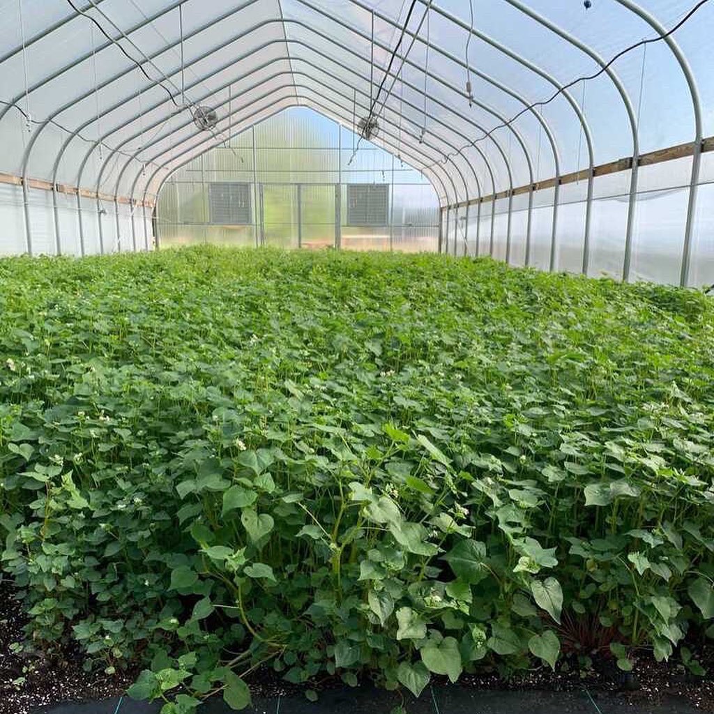 East_Fork_Farms's tweet image. Update from the East Fork Ranch: 20,000 CBD and CBG rich low-THC cannabis seedlings looking lovely. Almost all of these plants are cultivars we've bred over the past ~5 years.  
 
Also, we're producing native plant seed in partnership with the rad folks at understoryinitiative.org