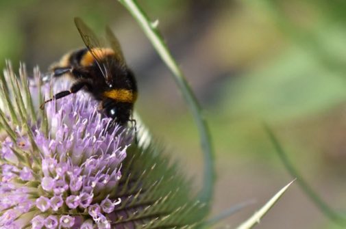 Bumblebees can only fly for about 40 minutes between feeding. But 97% of our wiłdflower meadows are gone. So every time we plant a nectar-rich flower, it could be the pit stop that saves a bee 🐝