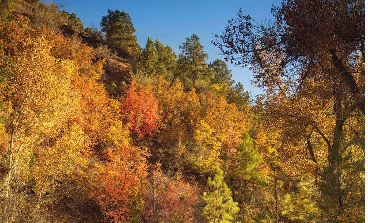 KunalMehraPhoto's tweet photo. One by one, everyone has left, autumn wind - #KobayashiIssa
An autumn sunset at #ZionNationalPark in the #KolobCanyon #VisitUtah #UtahFallColors #UtahAutumn #UtahHikes #ZionFallColors #ZionHikes
https://t.co/RCDcrHXEf1 https://t.co/YKW4wrHckF