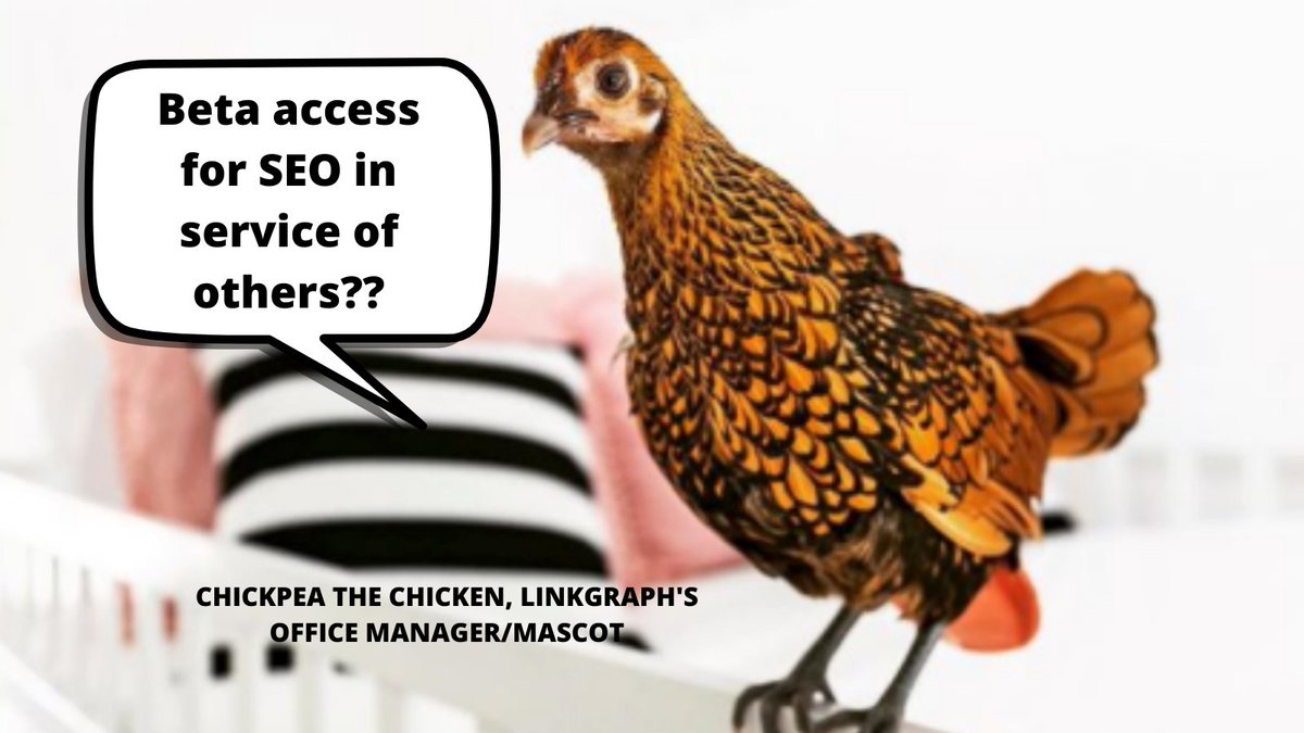 LinkGraphSEO's tweet photo. Hey @gdb, no this isn't a random stock photo...our mascot Chickpea the Chicken is @OpenAi's biggest fan! Will you help make her dream come true? 🐔💭 https://t.co/b9Al9Mgq3y
