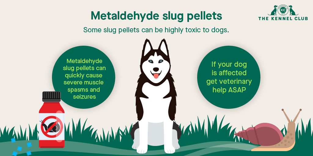 Are Slug Toxic To Dogs