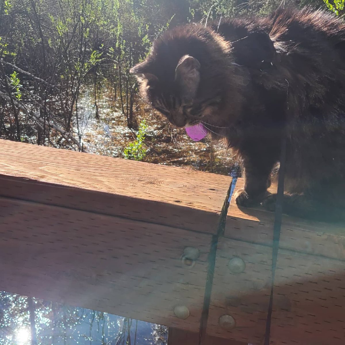 Alaskan_Witch's tweet photo. Yes I take my cat on walks and he loves it. #cat #CatsOfTwitter #outdoors #walkingthecat https://t.co/Ya3RVcxI36