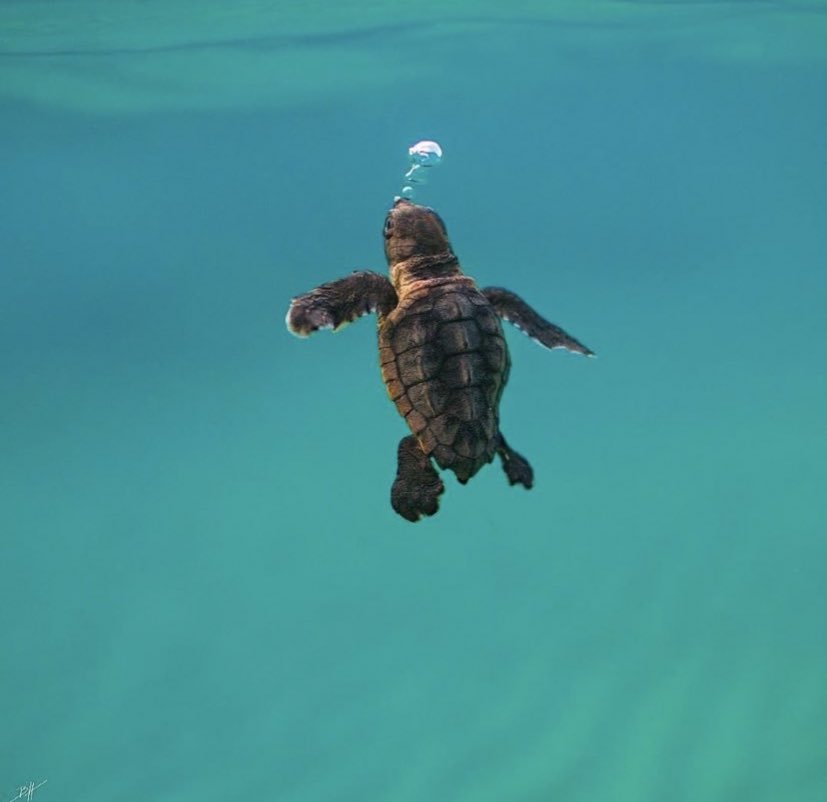 ScribeFlash's tweet photo. Voici un bébé tortue https://t.co/8nUmwk7sqx