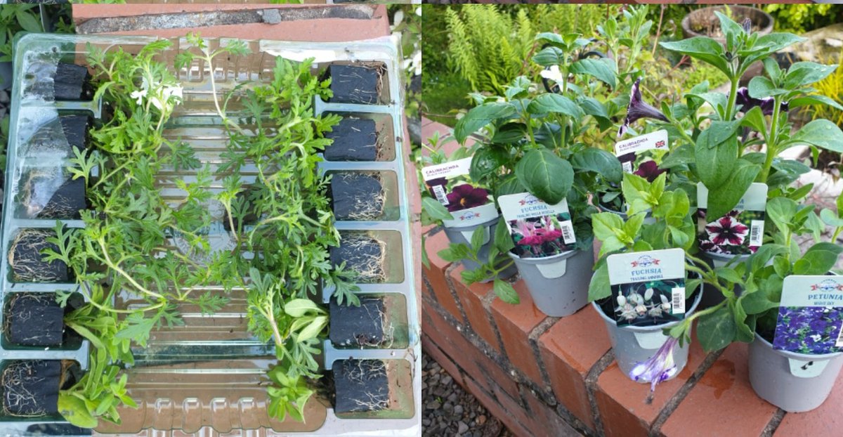 maireadm91's tweet photo. One of these sets of plants cost £10 the other £15.99 can you guess which? 
Hint im more than happy with my £10 buy of healthy plants
#suttonsseeds #bluediamondgardencentres 
@suttons_seeds https://t.co/yWUokDhmGb