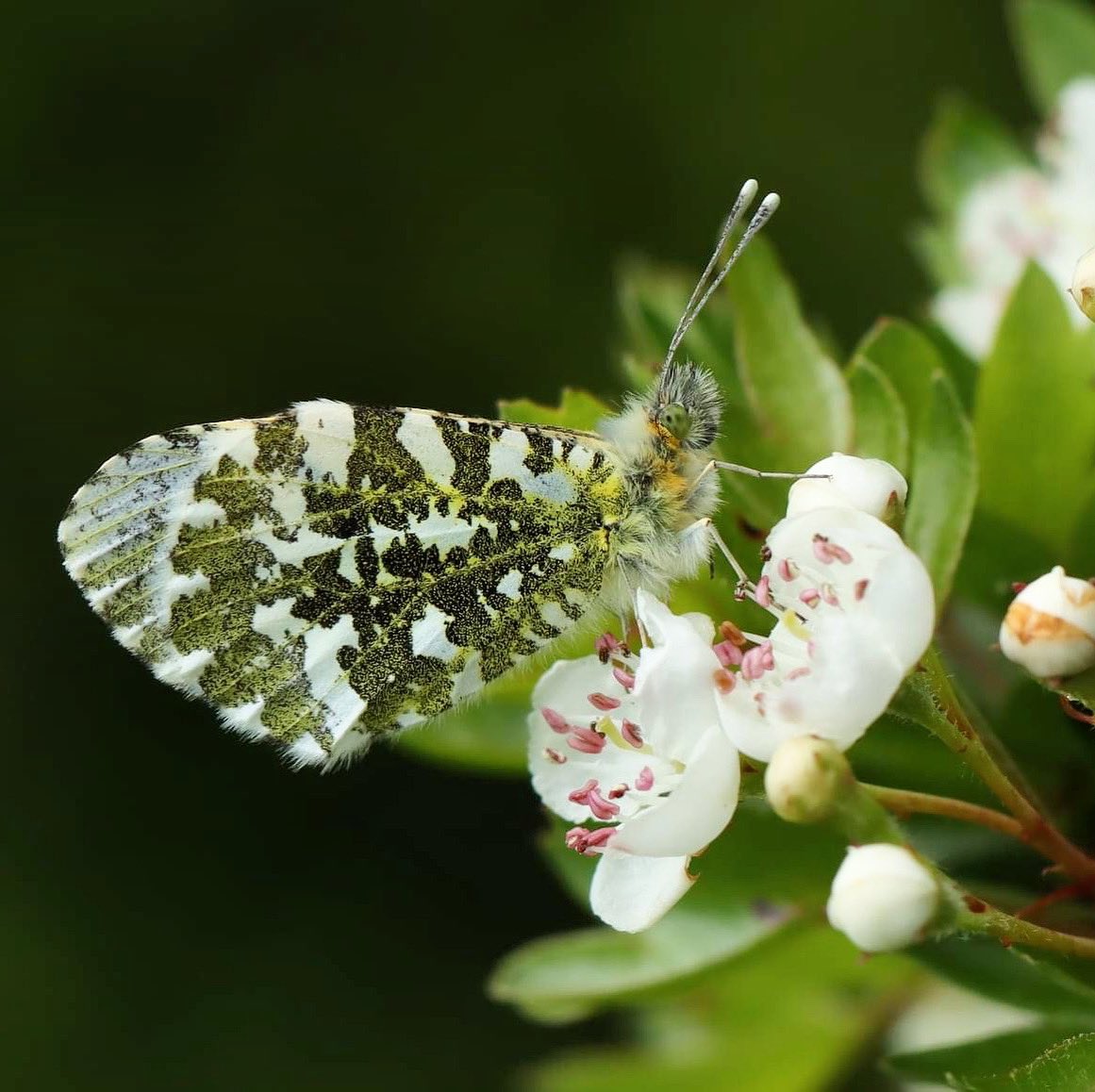 lill_dunne's tweet photo. #Springwatchlist #BioDataCentre #BlossomWatch #ButterflyAtlas2021 #OrangeTipButterfly #Hawthorn #Pollinators #TwitterNatureCommunity #Butterflies #ButterflyConservation #Wildlife https://t.co/NUECJDh6n4