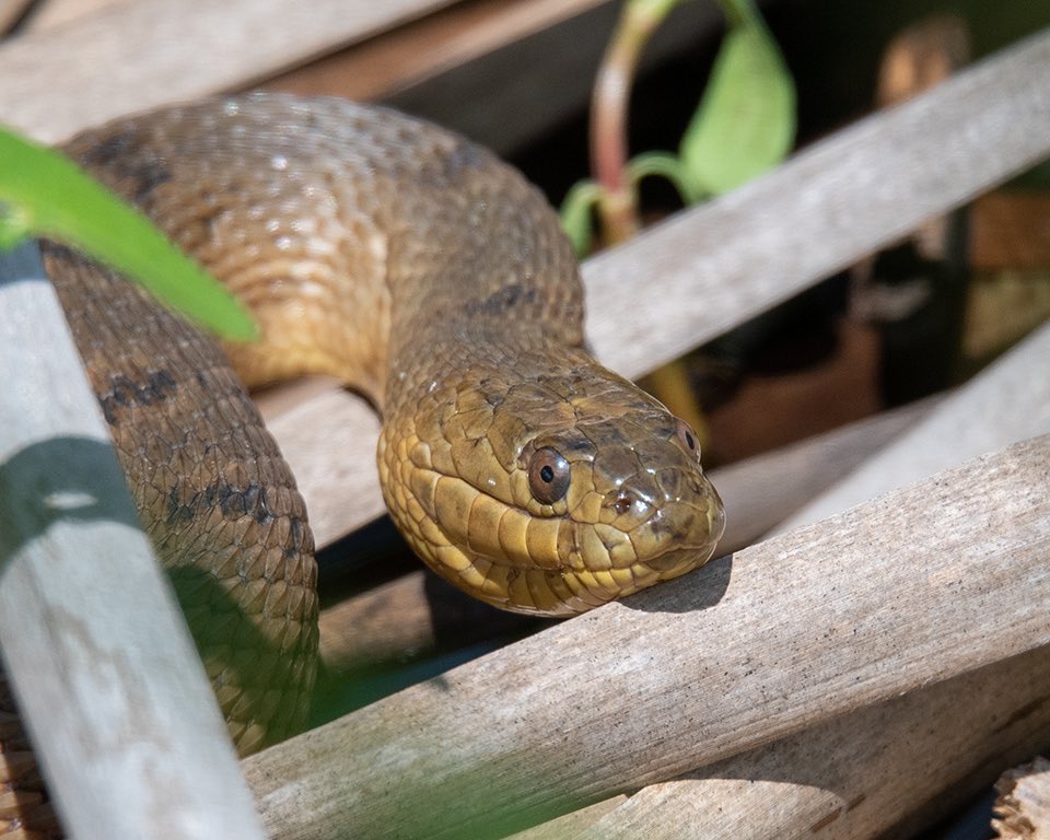 5RiversDelta's tweet photo. This green water snake was basking along the banks at 5 Rivers.  Note the oval head shape and round pupils.  Those characteristics tell us that this is not one of Alabama's venomous species.  Snakes play a vital roll in the food web of the delta and we like them all! https://t.co/MtYJZducC0
