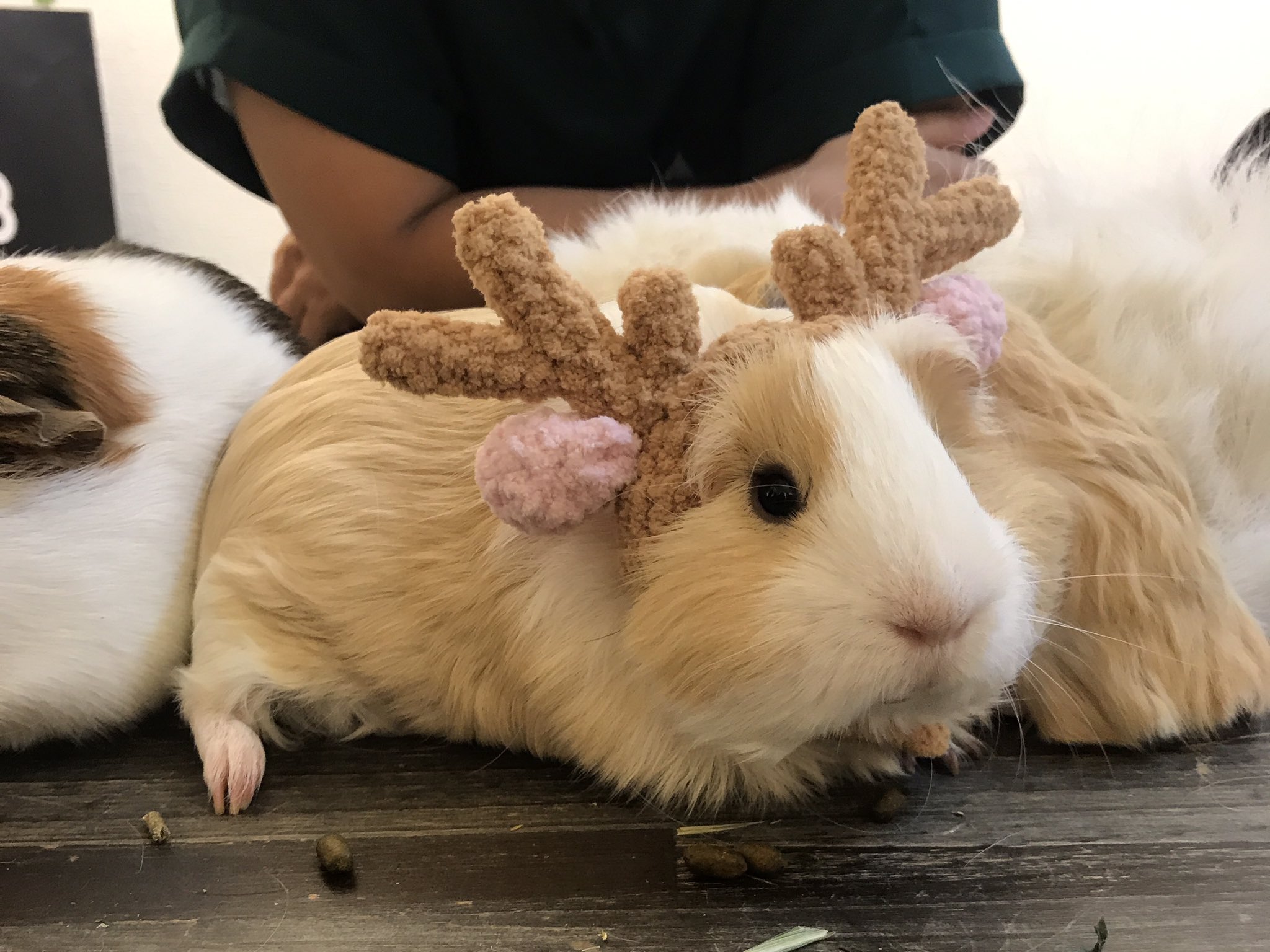 Loui Pudding Guinea Pig Loui Arts Twitter