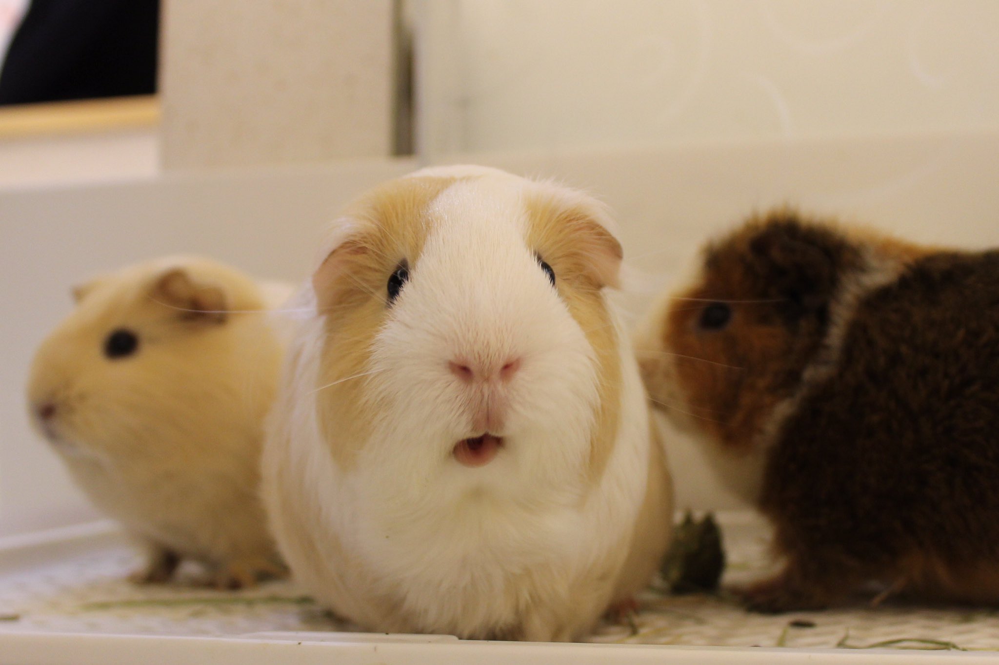 プリン モルモット Guineapig Pudding Guineapigs Guineapig Animals Cavy Puipui Love Piggy Mouse Asmr Folloback Furry Kawaii 寵物 動物 可愛動物 可愛 天竺鼠 豚鼠 荷蘭豬 豬豬 老鼠 モルモット 可愛い 可愛い動物