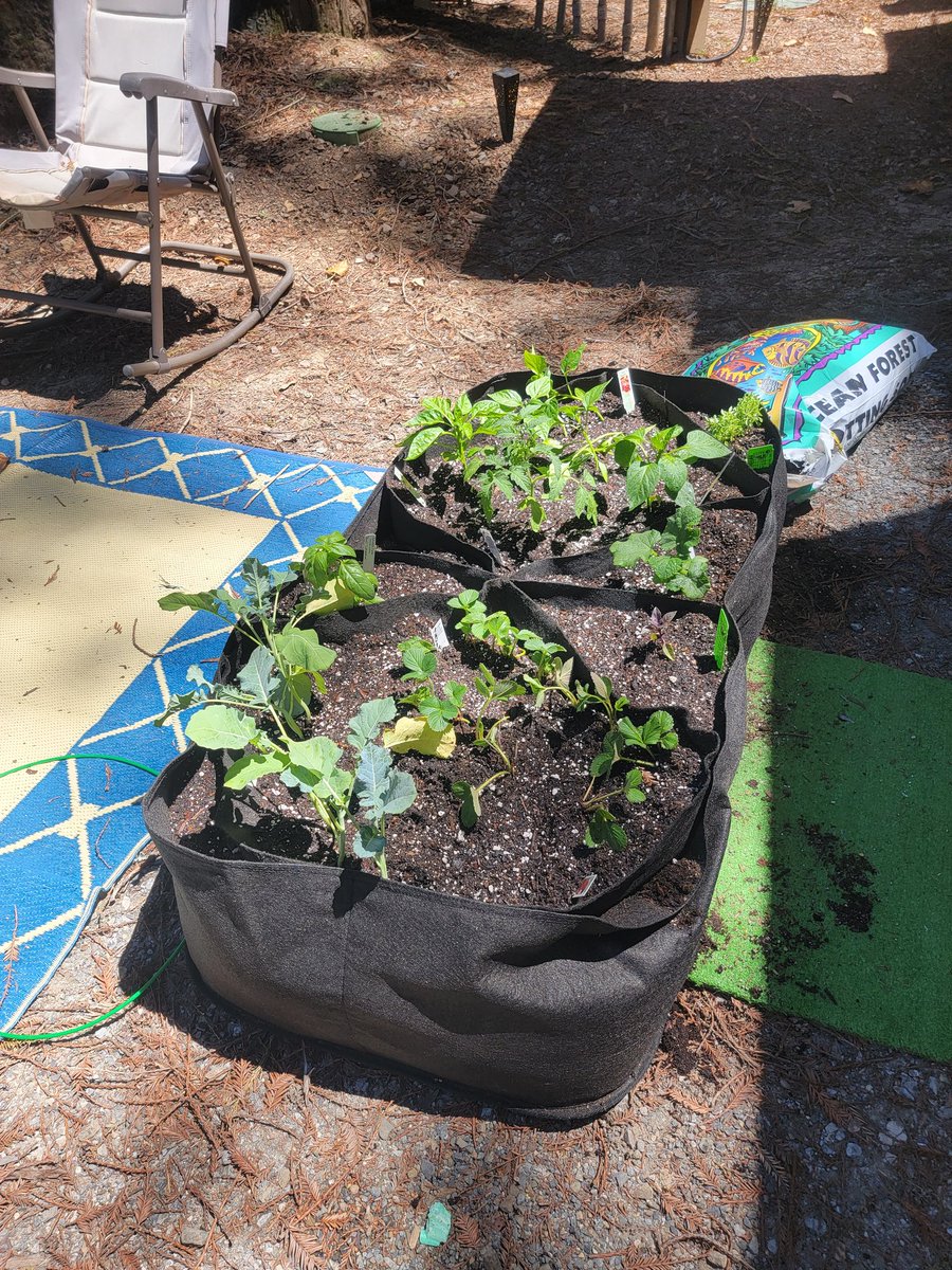 leave2day's tweet photo. The new garden!
I have absolutely NO idea what I'm doing, but I'm growing things. Putting my hands in dirt. Smelling soil. Maybe I'll get to eat something that comes from here someday. That basil plant is lucky I haven't eaten it to nubs already! ๐คฃ
#rvlife #livingtiny #garden https://t.co/05rc92d8iP