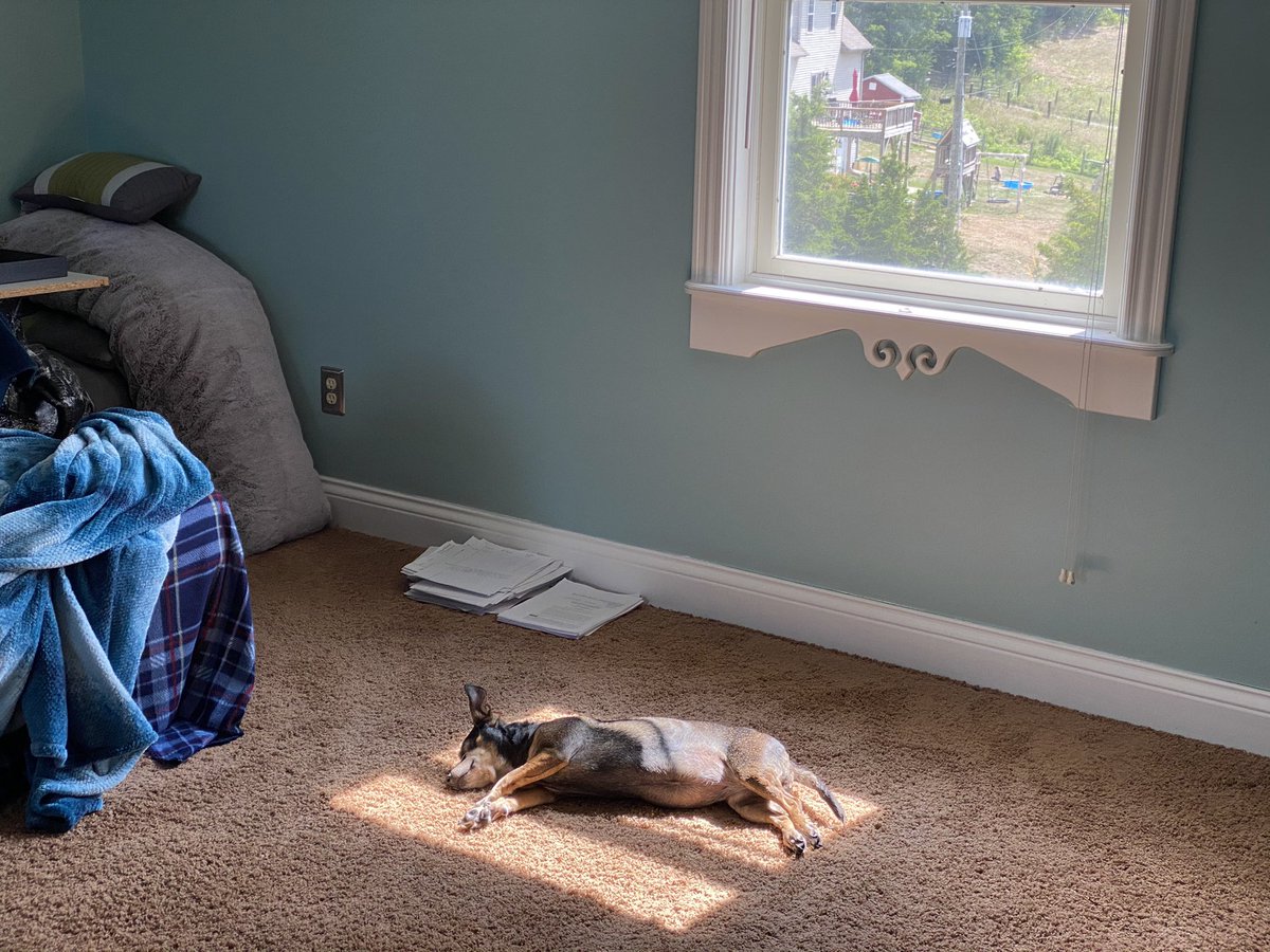PACESconsulting's tweet photo. More #PetsofSDP https://t.co/7o6fCS17a9