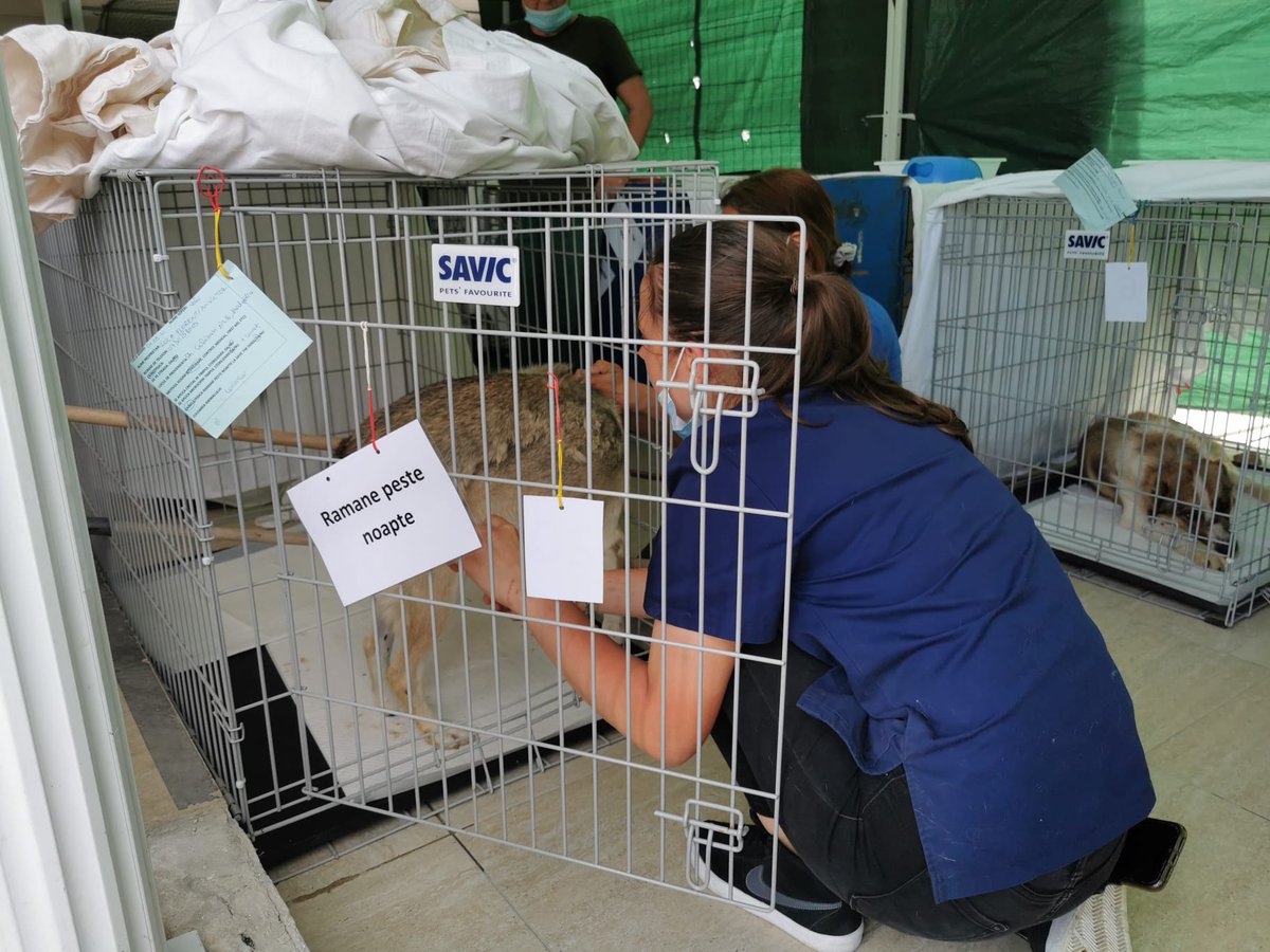 sara_turetta's tweet photo. 43 cani sterilizzati in un solo giorno.
Domani sarà la volta di 45 gatti.
Nostro staff stravolto ma soddisfatto.
#spayathon #Romania https://t.co/JDsys9iAZl