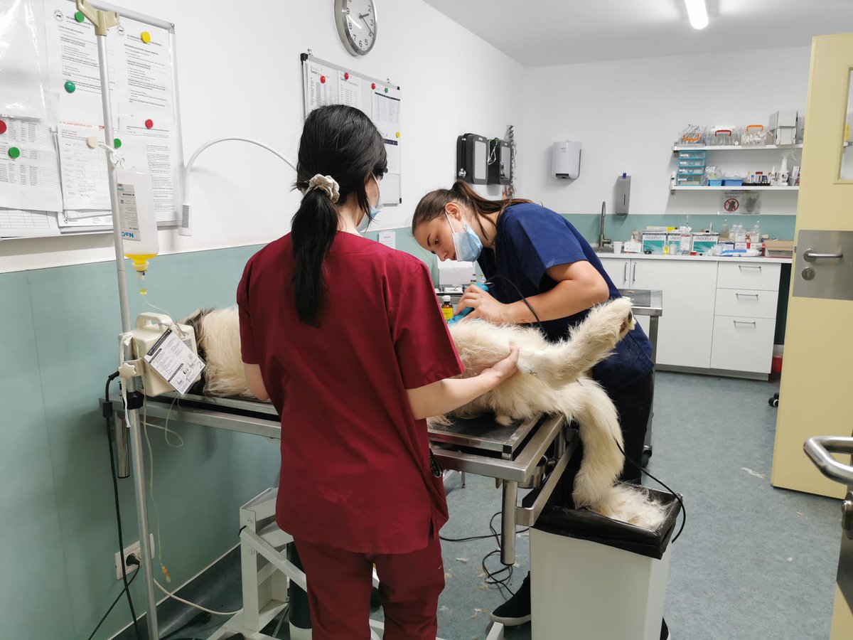 sara_turetta's tweet photo. 43 cani sterilizzati in un solo giorno.
Domani sarà la volta di 45 gatti.
Nostro staff stravolto ma soddisfatto.
#spayathon #Romania https://t.co/JDsys9iAZl