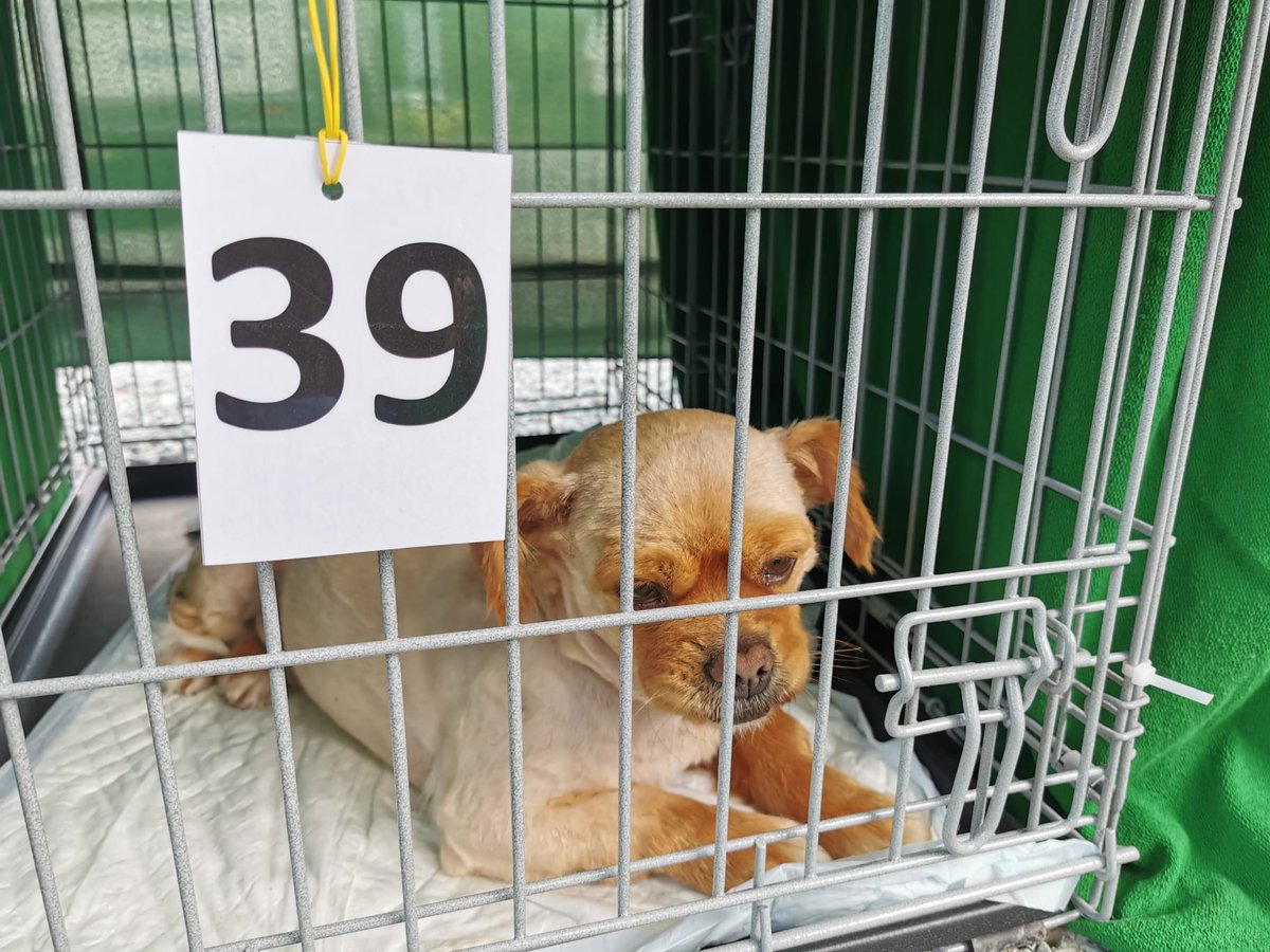 sara_turetta's tweet photo. 43 cani sterilizzati in un solo giorno.
Domani sarà la volta di 45 gatti.
Nostro staff stravolto ma soddisfatto.
#spayathon #Romania https://t.co/JDsys9iAZl