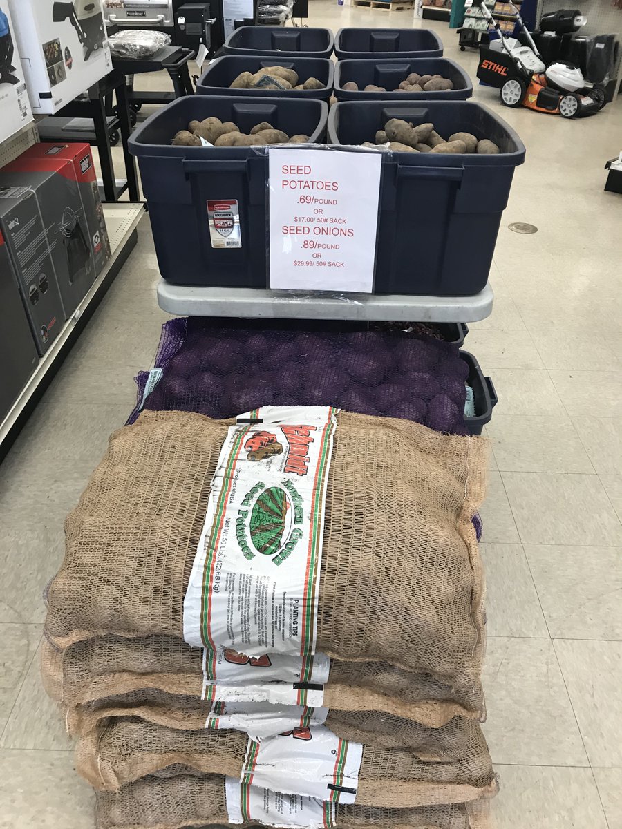HomeFergus's tweet image. MEMORIAL DAY SALE BLOW OUT CLEARANCE -In Store Savings 3 days only! Seed potatoes: Red Pontiac, Red Norland, Yukon Gold, Russet Burbank, and Kennebec only 39 cents/lb and 50 lb bags for ONLY $8.50.  Seed onions in red, white and yellow only 49 cents/lb and 50 lb bags $14.99!