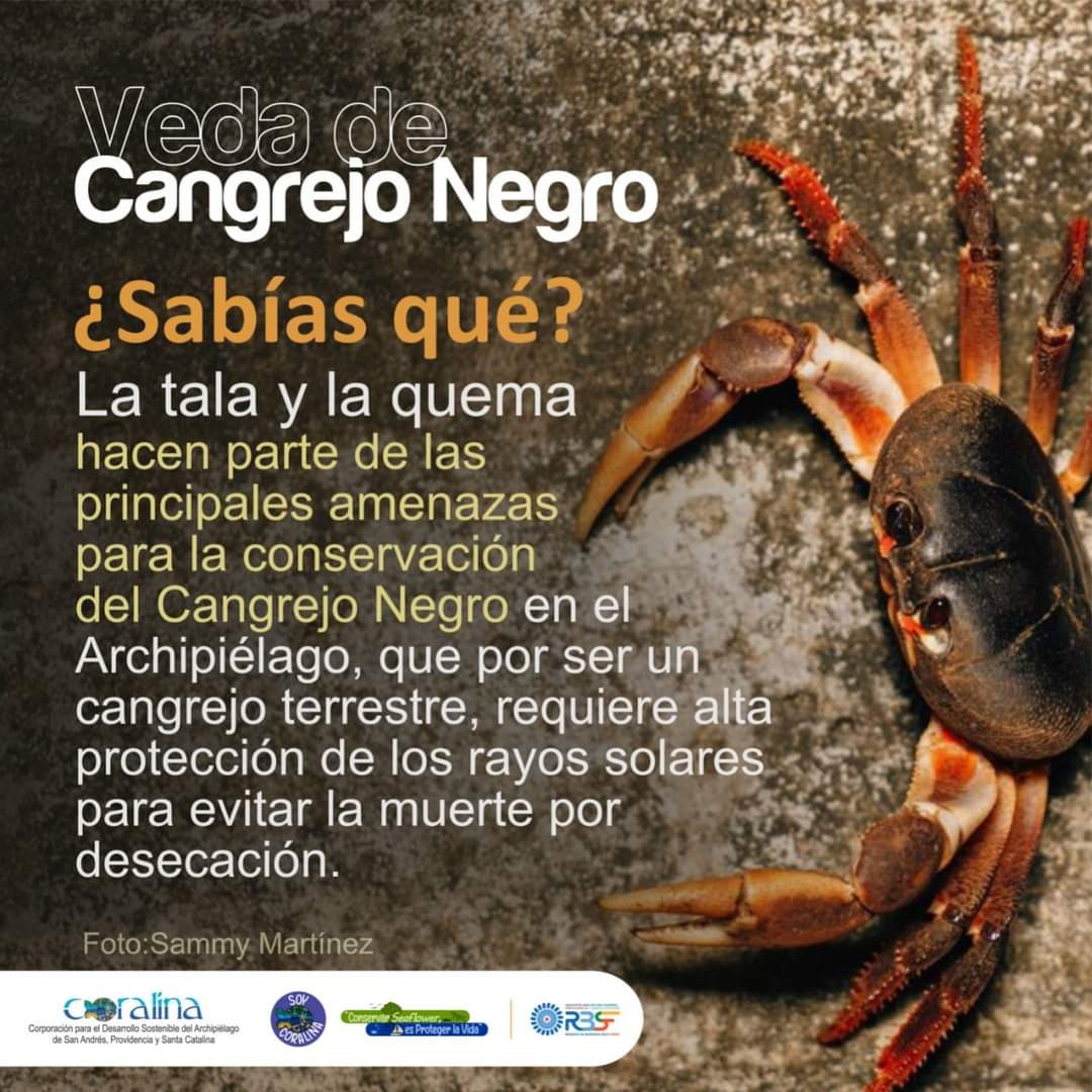 Permite que el Cangrejo Negro se reproduzca, respeta la veda y evita la tala y quema en tu predio. Todos debemos cumplir con la veda que va desde el 1º de abril al 31 de julio de cada año. #RespetoLaVeda #NoEstánSolos #ConservarSeaflower
