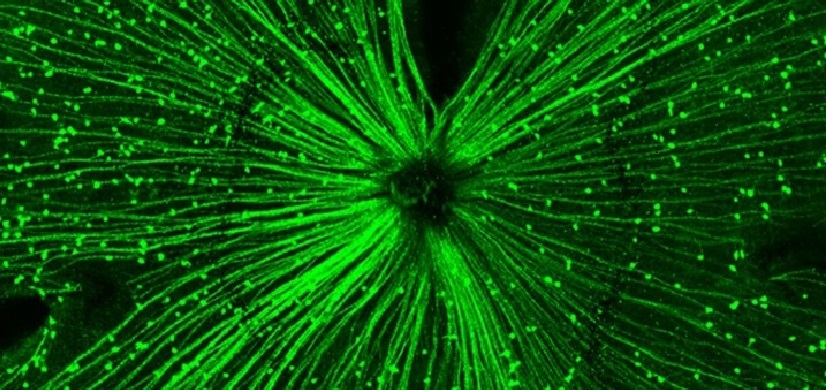 CincyChildrens's tweet photo. With more study, this discovery may help prevent short-sightedness (#myopia) as children grow. Congrats Drs. Kurihara, Tsubota, Lang, Pardue and team! @KeioGlobal @EmoryUniversity #Ophthalmology #Ophthotwitter @aao_ophth #CincyKidsScience
https://t.co/98iDUVcRNy https://t.co/OXEzat3GFH