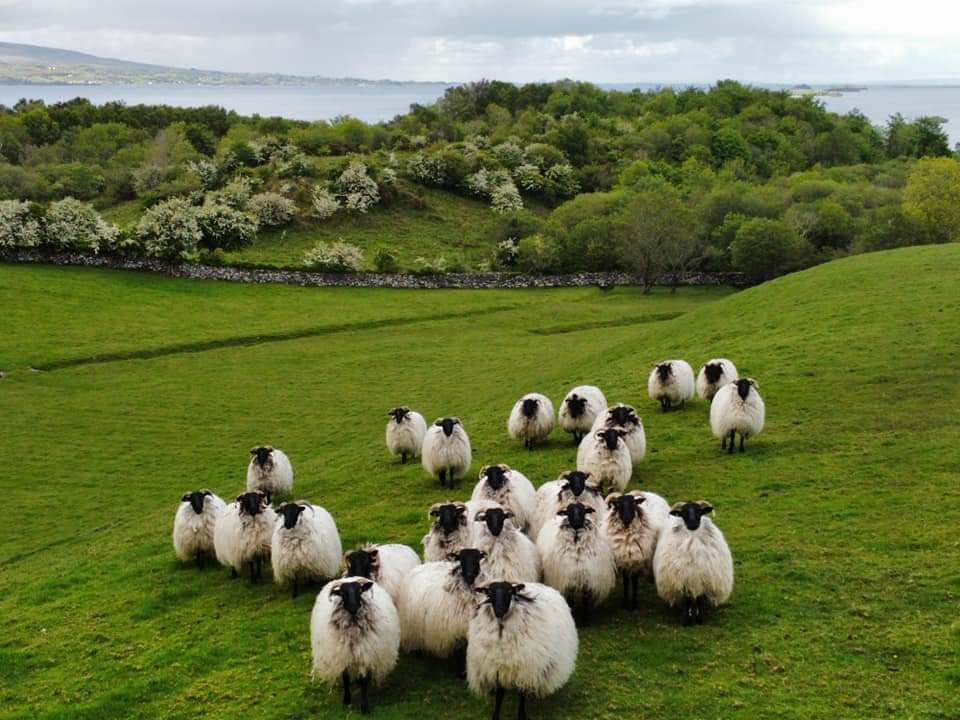 The white thorn tree in full bloom .#whitethorn #clonbur #joycecountry #sheep