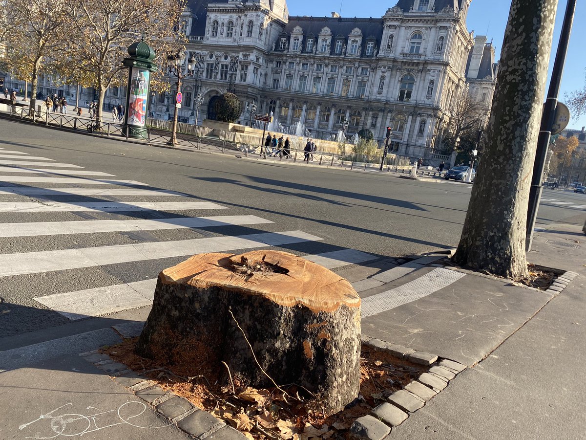 ssmindustries's tweet photo. @Paris @CheminNature Super! Amusez-vous avec pissenlit, les contribuables de #paris désirent savoir pourquoi vous avez bétonné la place de platane abattu près de @paris Hôtel de Ville, quai Gesvres? Est-ce platane aussi un victime de #saccageparis de #hidalgo #treehater ? Svp répondez. @parisjecoute https://t.co/vGKLPaZQQE