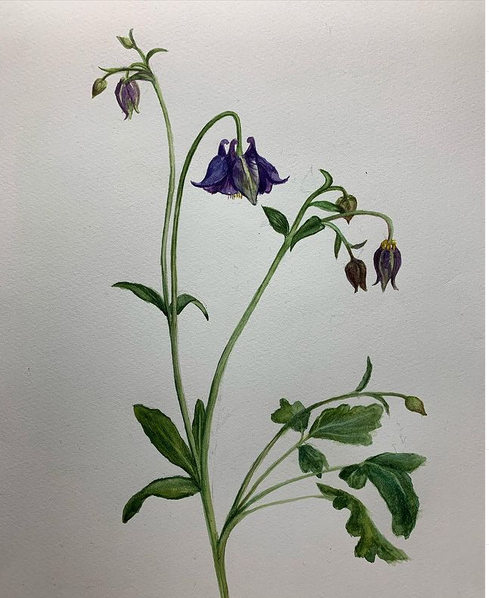 Cindie_Reiter's tweet photo. After a couple of days away from the studio, today I have been painting #granniesbonnets #columbineflower #aquilegia #antalladearg #exhibtion #tendaystogo https://t.co/rdU1w173kl