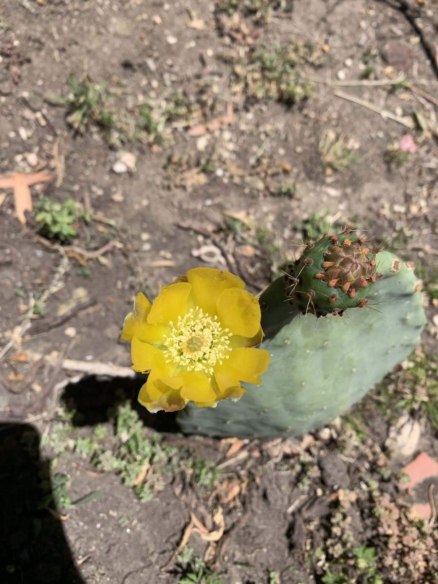 dmolayem's tweet photo. Picked this cutting up off the side of the road in Solvang and look what it’s done today 🌼🥲 https://t.co/11iGmaPoUh