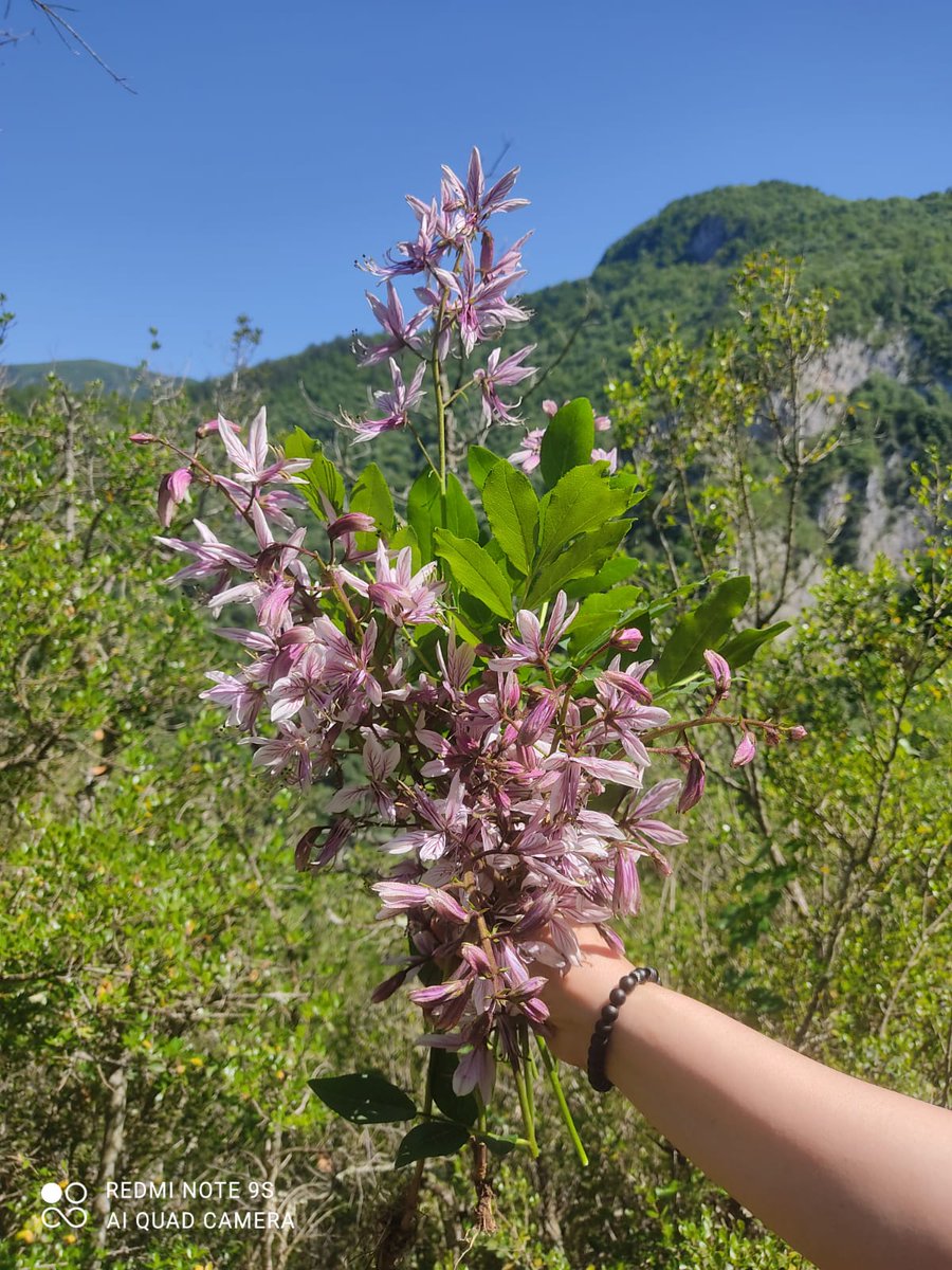 gulcangemec's tweet photo. #GazelOtu #GeyikOtu #DictamnusAlbus #Diptam #Flowers 🌸🌿 https://t.co/fhklFAUsjn