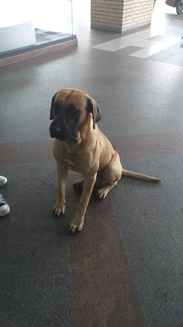 Ma_Elisa_G's tweet photo. WS: este perro hermoso esta en el centro comercial paseo el hatillo. Lleva dos dias alli. Difundan a ver si sus dueños lo buscan. Es un perro de casa es educado. Esta en la entrada del fresh fish. https://t.co/d1rPAZGsTg