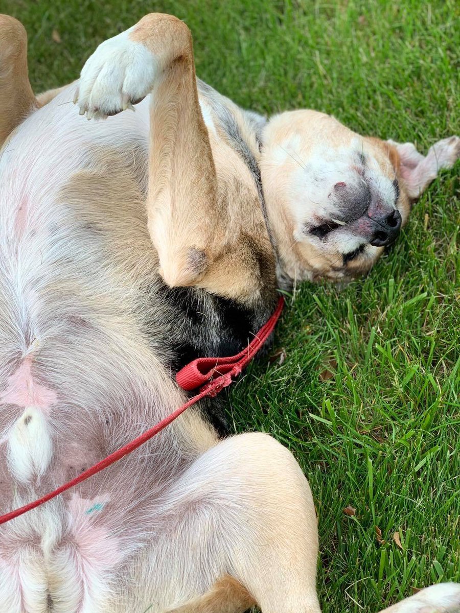 OldhamHumane's tweet image. Brock and Taz like hanging out at the office but would love to find their forever home together.  They like to drag out their  “blankies” and lay on them and Taz likes to “nurse” on his. Such goofy guys!  Stop by any time to meet them from 12-4!