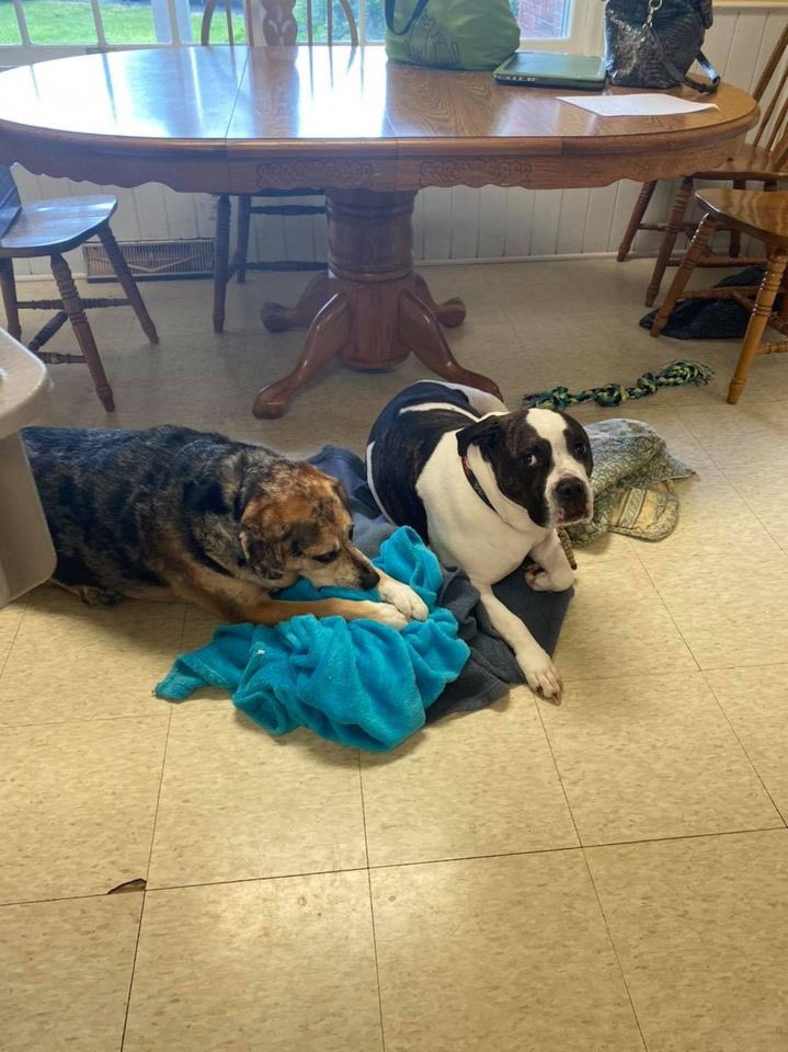 OldhamHumane's tweet image. Brock and Taz like hanging out at the office but would love to find their forever home together.  They like to drag out their  “blankies” and lay on them and Taz likes to “nurse” on his. Such goofy guys!  Stop by any time to meet them from 12-4!