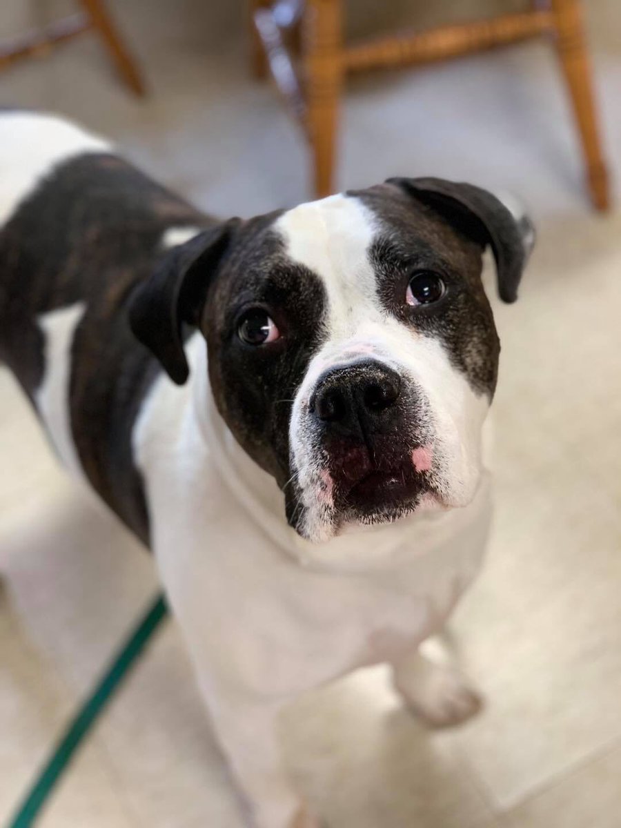 OldhamHumane's tweet image. Brock and Taz like hanging out at the office but would love to find their forever home together.  They like to drag out their  “blankies” and lay on them and Taz likes to “nurse” on his. Such goofy guys!  Stop by any time to meet them from 12-4!