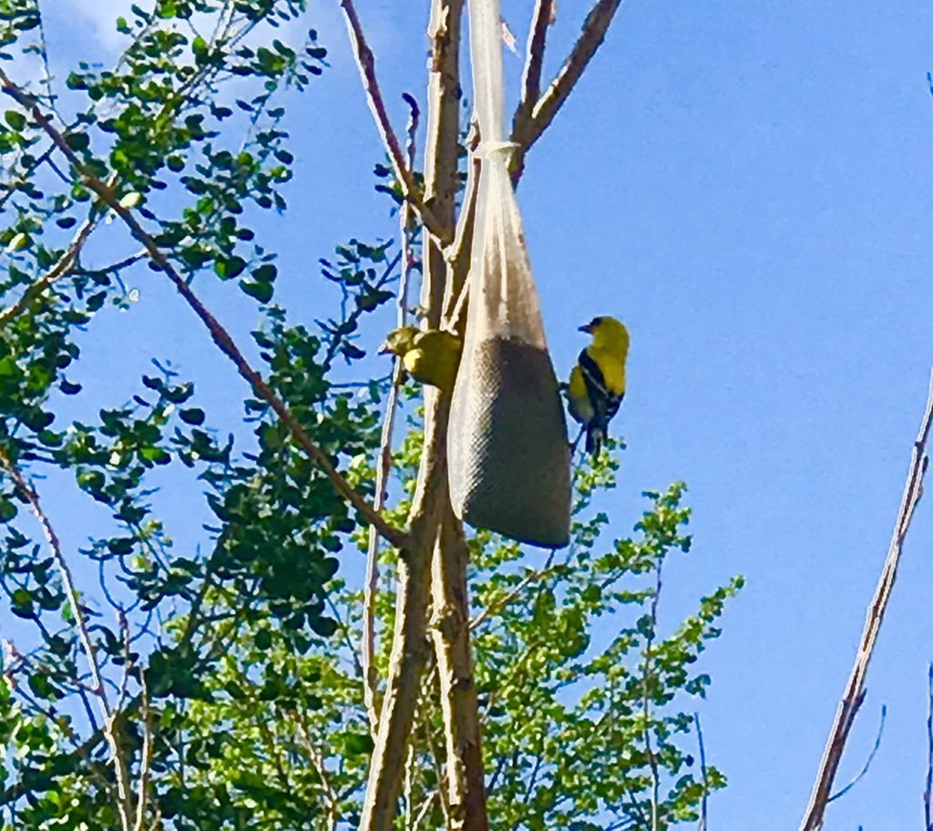 Rebekka024's tweet photo. Happy to see these beautiful little birdies again. #Goldfinch #FlyingFlower #NigerNibbler ๐ผ๐๐ค https://t.co/kdtaCMbHjo