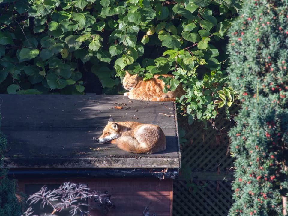 ProtectTheWild_'s tweet image. Just two friends enjoying the sunshine! And who said 🦊 and 🐱don&apos;t get along? 
#keeptheban