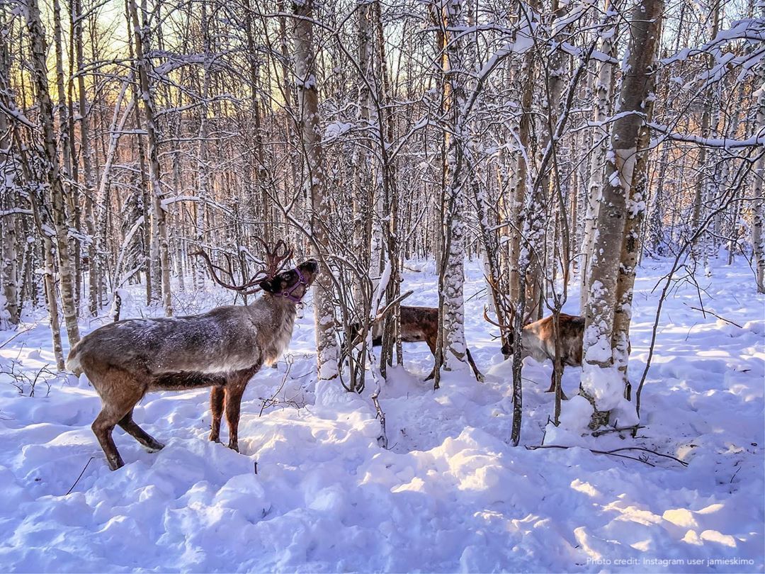 TravelAlaska's tweet photo. A4. Here are a few spots for guaranteed + exciting watchable wildlife: 
📍 @akwildlife south of @VisitAnchorage.
📍 Musk Ox Farm in the @visitmatsu. 
📍 @RunningReindeer in @explorfairbanks. 
Learn where the rest are ➡️ https://t.co/EekAltYtVT. #TravelAlaskaChat https://t.co/s0cRYEmYCF