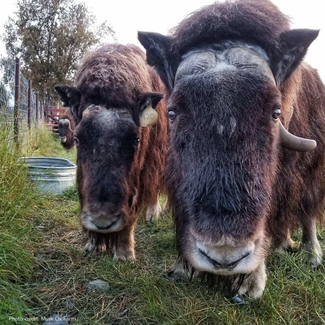 TravelAlaska's tweet photo. A4. Here are a few spots for guaranteed + exciting watchable wildlife: 
📍 @akwildlife south of @VisitAnchorage.
📍 Musk Ox Farm in the @visitmatsu. 
📍 @RunningReindeer in @explorfairbanks. 
Learn where the rest are ➡️ https://t.co/EekAltYtVT. #TravelAlaskaChat https://t.co/s0cRYEmYCF
