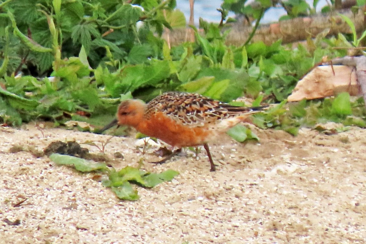 Vogels6's tweet photo. #BirdsSeenin2021 

Deze bijzondere kustvogel laat zich ook in het binnenland zien #KANOET (en mooi in zomerkleed).

Gezien 08-05-2021 bij Kasteel Hoogenweerth  Maastricht

@vogelnieuws @waarneming @sovon @VroegeVogels 
@natuuronline @Limb_Landschap 

#red_knot #calidris_canutus https://t.co/OKUamE22HS