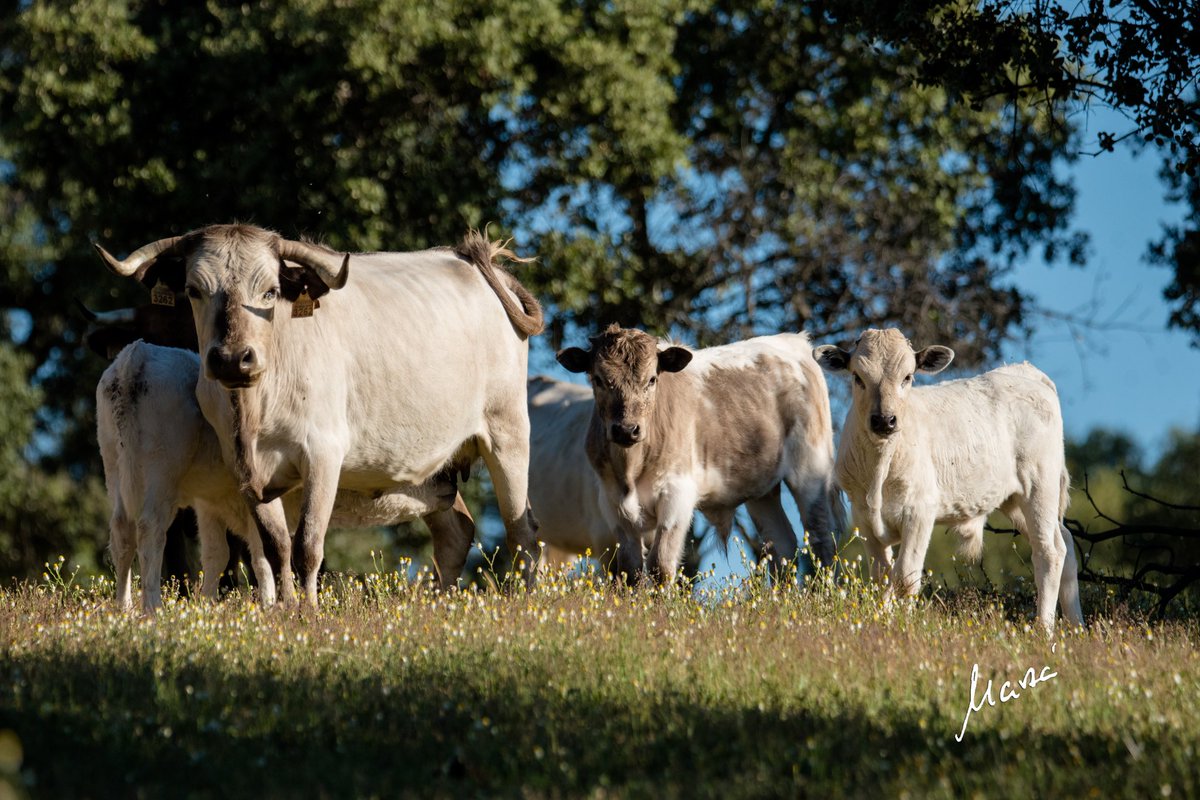 Tesoro vazqueño de <a href="/GanaderiaJBarba/">Ganad. Justo Barba</a>