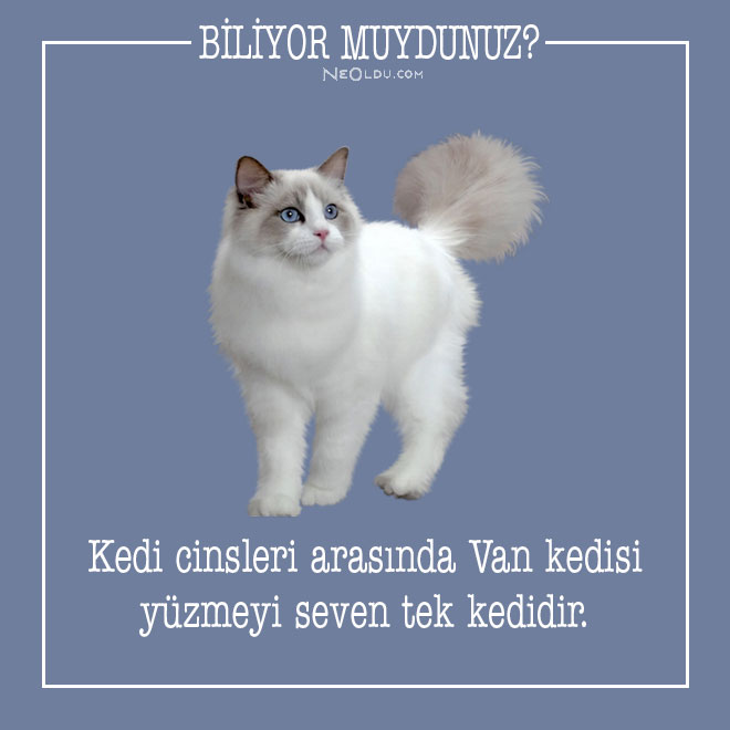 Hayvanlarsesver's tweet photo. #vankedisi
#kediler
#hayvanlar
#hayvanlarcandır
#hayvanhakları 
#beykozüniversitesi https://t.co/JU60BJQWot