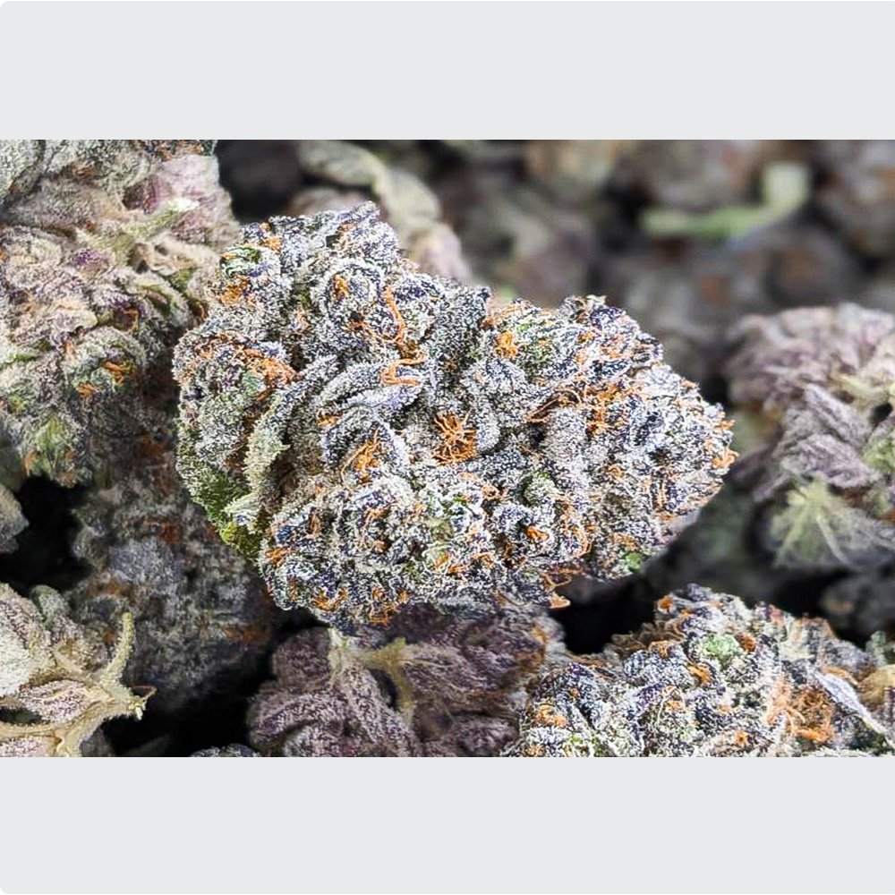 FAQ for fascinating feminized strain Ice Cream Cake marijuana