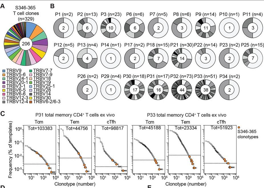 mmw_lmw's tweet photo. #SARSCoV2 | #ClonalAnalysis of ImmunoDominance and cross-reactivity of the #CD4_T_cell response | Antonino Cassotta @USI_university @ScienceMagazine https://t.co/9wNH3ueUmv https://t.co/OeW1MnTaHj