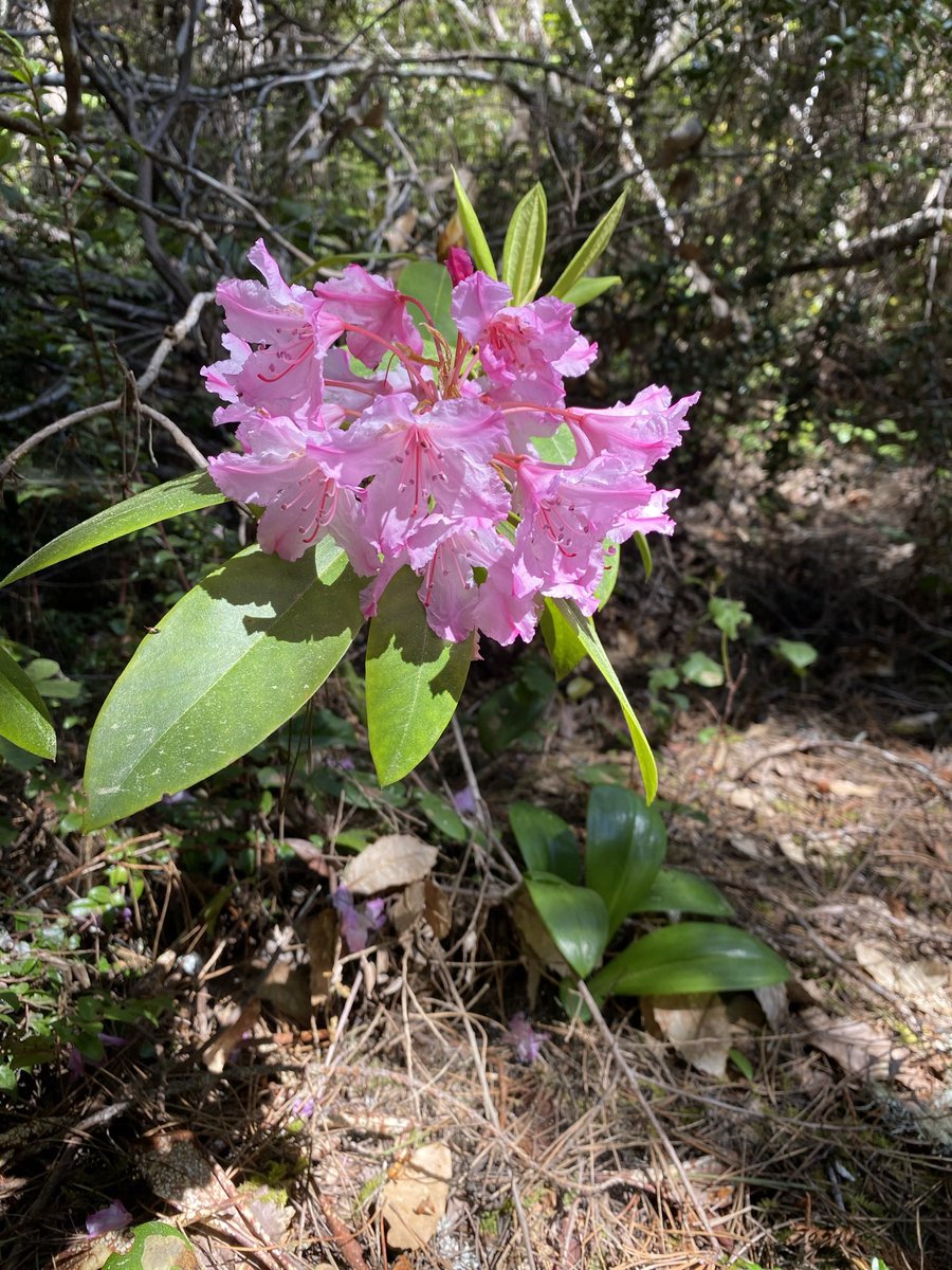 renu_scientist's tweet photo. The delights of this weekend’s hike are getting me through Monday.
#hiking #MentalHealthAction https://t.co/PwNVb9cXY6