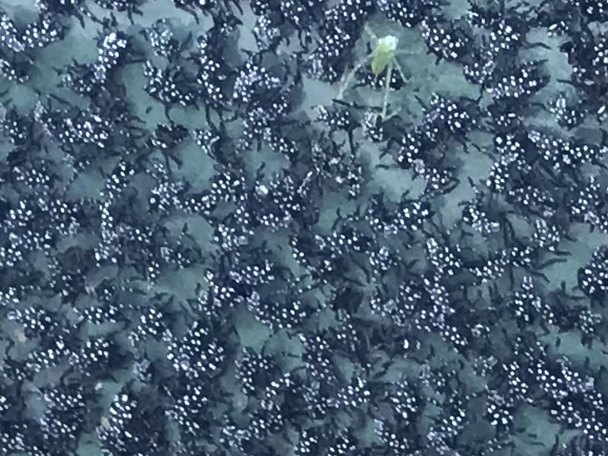 While emerging cicadas are getting the headlines, newly hatched spotted Lanternflies are quietly invading my neighborhood.  Thousands can be seen on sticky tape barriers on nearby red maples.  I added more bird houses in my yard in hopes the inhabitants will prey on the invaders.