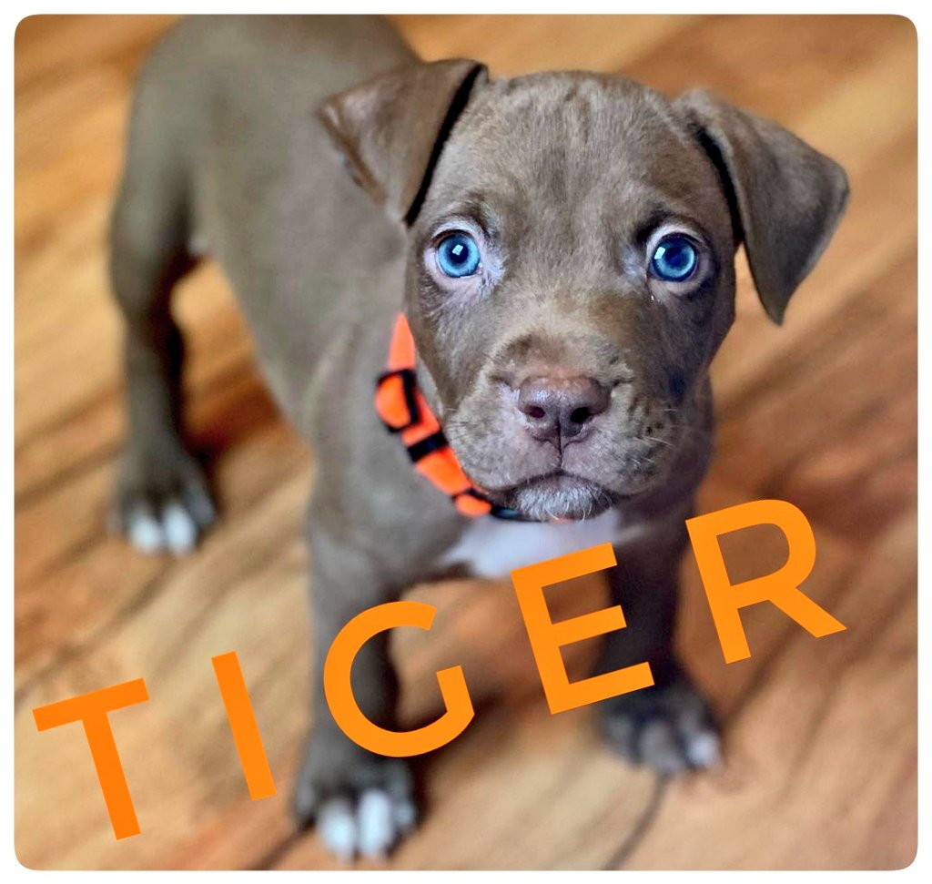 Take Paws Rescue tweet media
