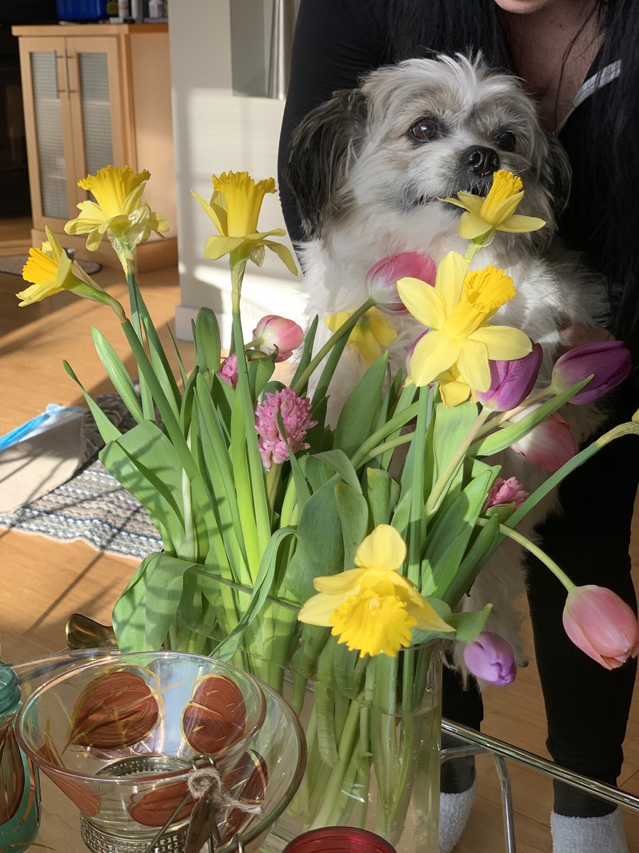 DeniseHenwood's tweet photo. @amusemymuse @spiders_six Mine say hiiiiiiiii ! #SpiderDogs #ClevelandSpiders #DogsofTwittter #RescueDogs Gigi #Tripawd Diesel #Jerk Pani #ParalyzedDog 🐶😘 https://t.co/f235KC3YKO