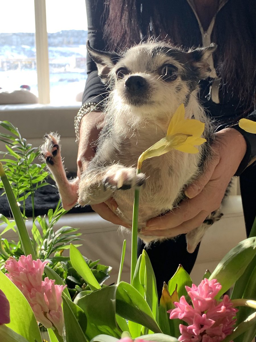 DeniseHenwood's tweet photo. @amusemymuse @spiders_six Mine say hiiiiiiiii ! #SpiderDogs #ClevelandSpiders #DogsofTwittter #RescueDogs Gigi #Tripawd Diesel #Jerk Pani #ParalyzedDog 🐶😘 https://t.co/f235KC3YKO